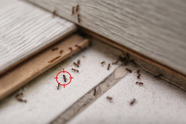 Reliable Bensley, VA Pest Control Solutions