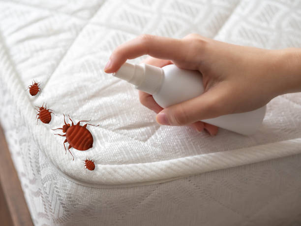 Best Flea Control Services  in Bensley, VA