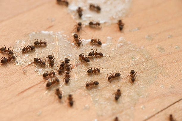 Best Pest Prevention Services  in Bensley, VA